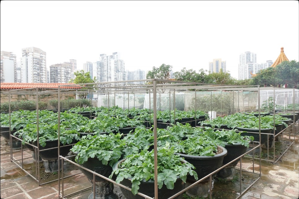 天台植物園