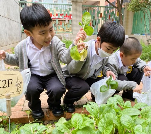 K2’s Small Garden Harvest